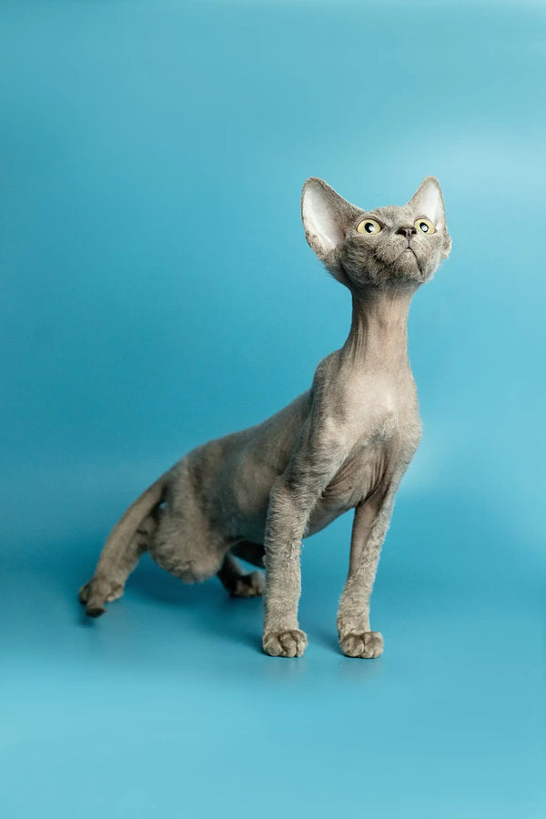 Hairless Devon Rex kitten with wrinkled skin and big ears standing upright