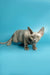 Hairless Devon Rex kitten with big ears and wrinkled skin crouching adorably