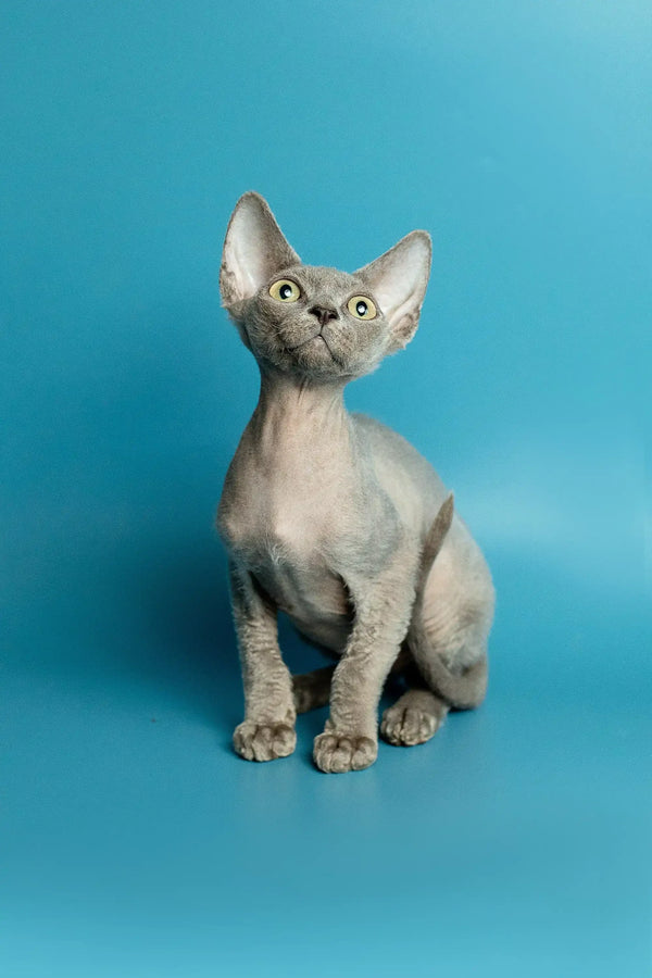 Hairless gray Devon Rex kitten with big ears and green eyes sitting upright