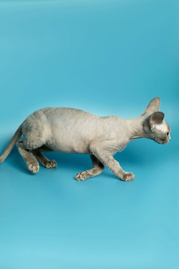 Sphynx cat walking sideways next to a cute Devon Rex kitten named Richard