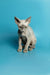 Adorable Devon Rex kitten with wrinkled skin and big ears sitting upright