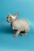 Hairless Devon Rex kitten with big ears and wrinkled skin on a blue background