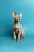 Hairless Sphynx cat sitting upright, showcasing alertness and charm of a Devon Rex kitten