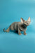 Gray Devon Rex kitten with big ears and green eyes, perfect for cat lovers