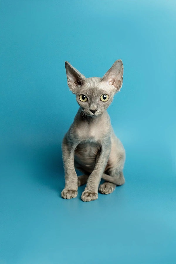 Gray hairless Sphynx kitten sitting upright next to a Devon Rex kitten named Richard