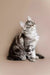 Gray and white tabby Maine Coon kitten sitting upright and looking upward attentively