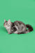 Gray and white Maine Coon kitten sitting alert, showcasing its playful personality