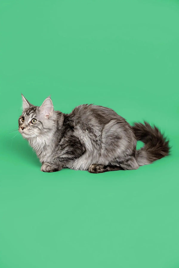 Gray and white Maine Coon kitten sitting alert, showcasing its playful personality