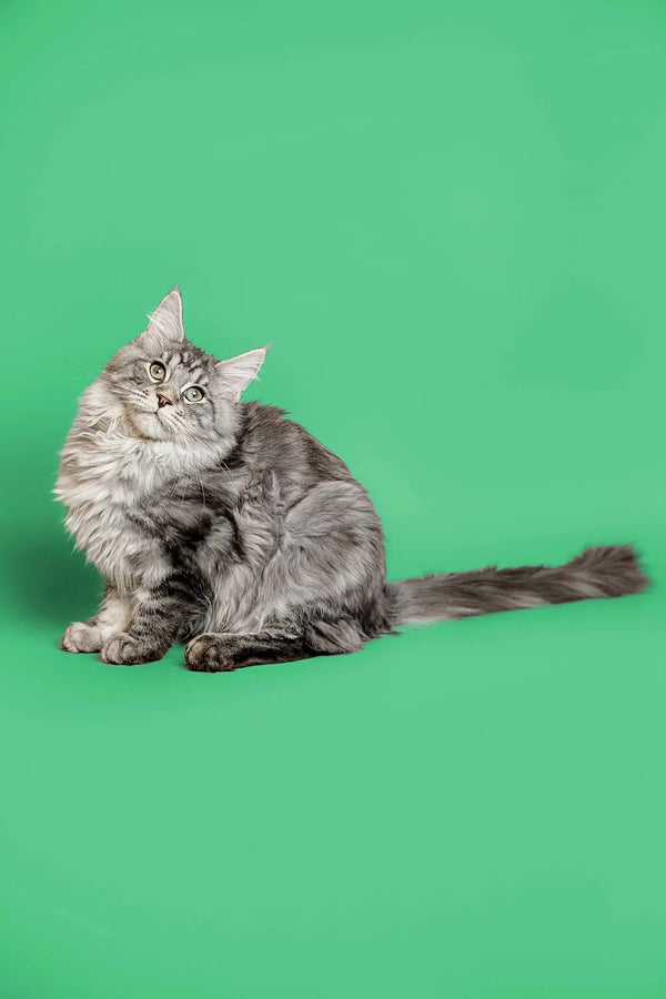 Long-haired gray Maine Coon kitten sitting pretty with its tail extended