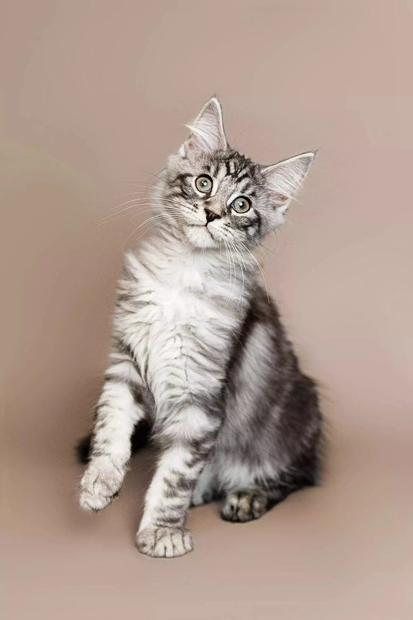 Silver tabby Maine Coon kitten sitting upright with an alert expression