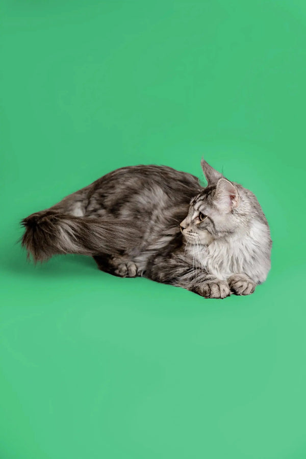 Long-haired gray Maine Coon kitten relaxing with closed eyes, perfect cuddle buddy