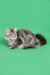 Long-haired gray tabby cat curled up, perfect for a Maine Coon kitten lover