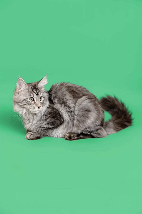 Long-haired gray tabby cat curled up, perfect for a Maine Coon kitten lover