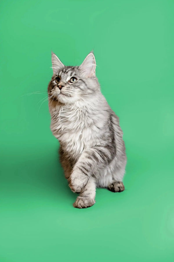 Fluffy gray and white Maine Coon kitten sitting upright, looking adorable and playful