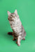 Gray and white Maine Coon kitten sitting alert, showcasing its adorable long fur