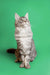 Gray and white Maine Coon kitten sitting upright with an alert expression