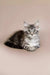 Gray and white tabby Maine Coon kitten with fluffy fur and alert eyes