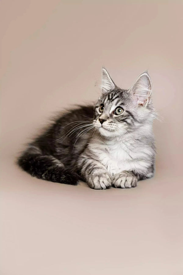 Fluffy gray and white Maine Coon kitten lying down with an alert expression