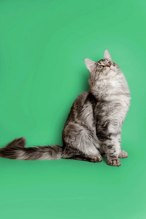 Fluffy gray and white Maine Coon kitten sitting upright and looking up adorably
