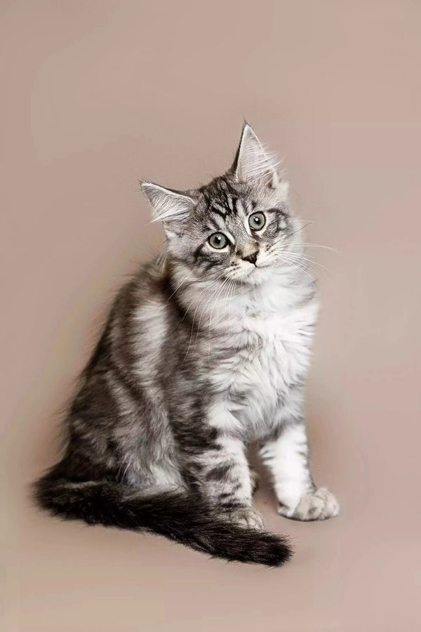 Gray and white tabby Maine Coon kitten with fluffy fur sitting upright