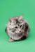 Long-haired gray tabby Maine Coon kitten with alert eyes looking curiously