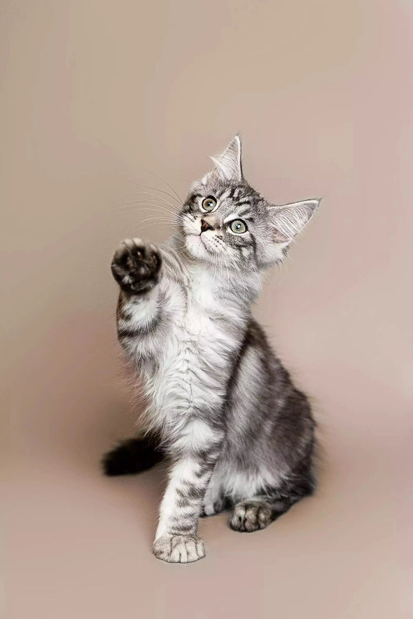 Gray and white Maine Coon kitten sitting upright with one paw raised
