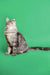 Long-haired tabby Maine Coon kitten sitting upright and looking upward