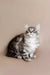 Fluffy silver tabby Maine Coon kitten sitting upright with an alert expression
