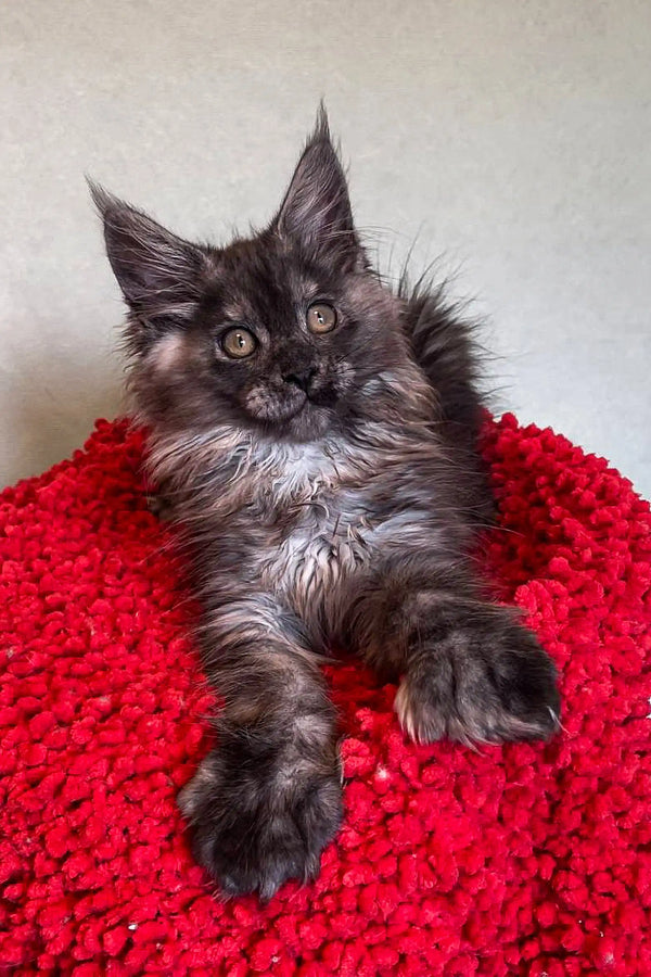 Fluffy gray Maine Coon kitten on a bright red surface, perfect for polydactyl Maine lovers