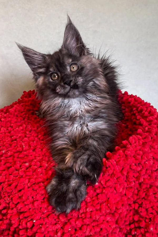 Fluffy gray kitten on a red blanket, perfect for a Polydactyl Maine Coon lover