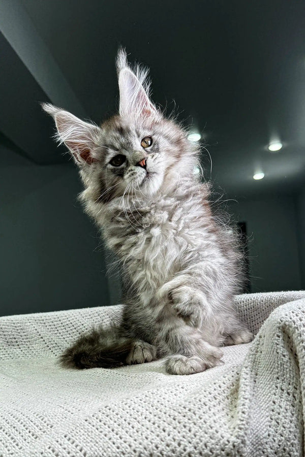 Fluffy gray Polydactyl Maine Coon kitten with tufted ears on textured fabric
