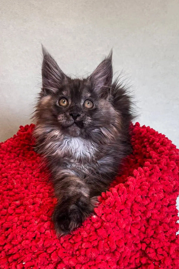 Fluffy gray kitten snuggled in a red blanket, showcasing a Polydactyl Maine Coon