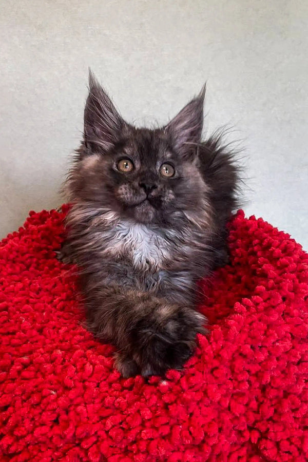 Fluffy gray Polydactyl Maine Coon kitten cozy in a bright red blanket