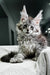 Fluffy gray Polydactyl Maine Coon kitten with ear tufts, meet Richard’s charm