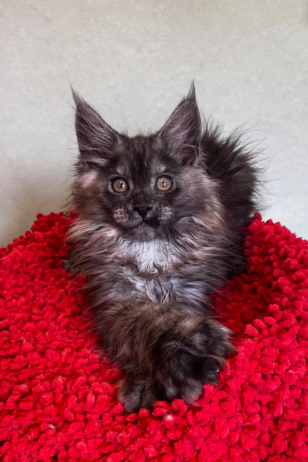 Fluffy gray Polydactyl Maine Coon kitten sitting on bright red textured surface