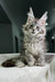 Fluffy gray Polydactyl Maine Coon kitten Richard with cute ear tufts