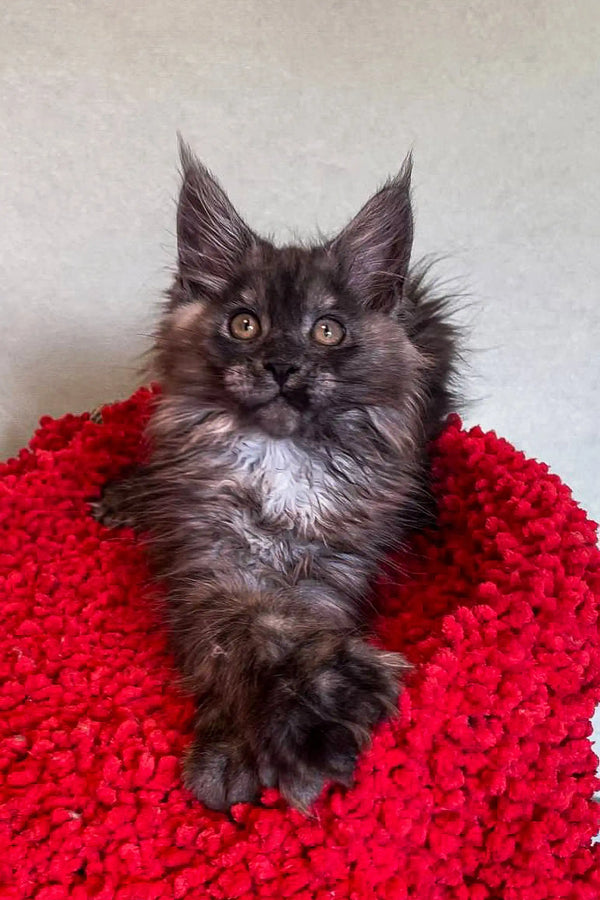 Fluffy gray polydactyl Maine Coon kitten on a bright red knitted surface