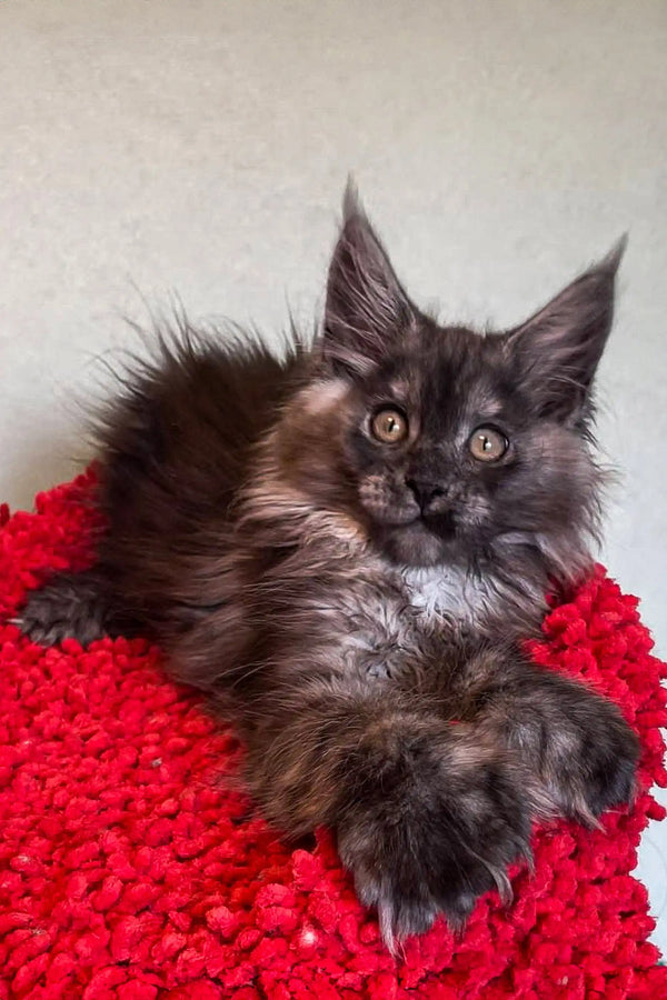 Fluffy Polydactyl Maine Coon cat with big ears on a bright red textured surface