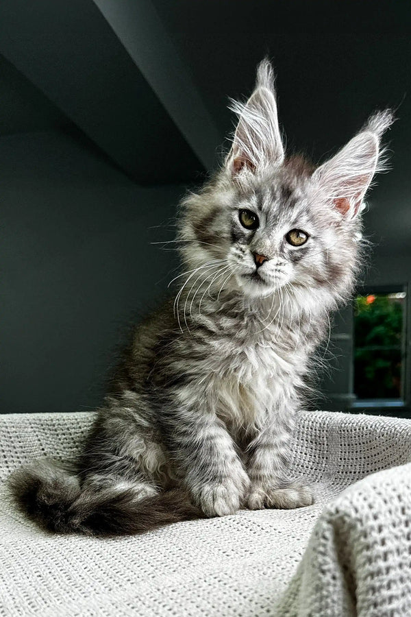Gray and white Polydactyl Maine Coon kitten with fluffy fur and cute ear tufts