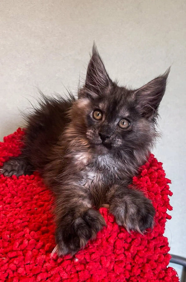 Fluffy gray Polydactyl Maine Coon kitten lounging on a vibrant red surface