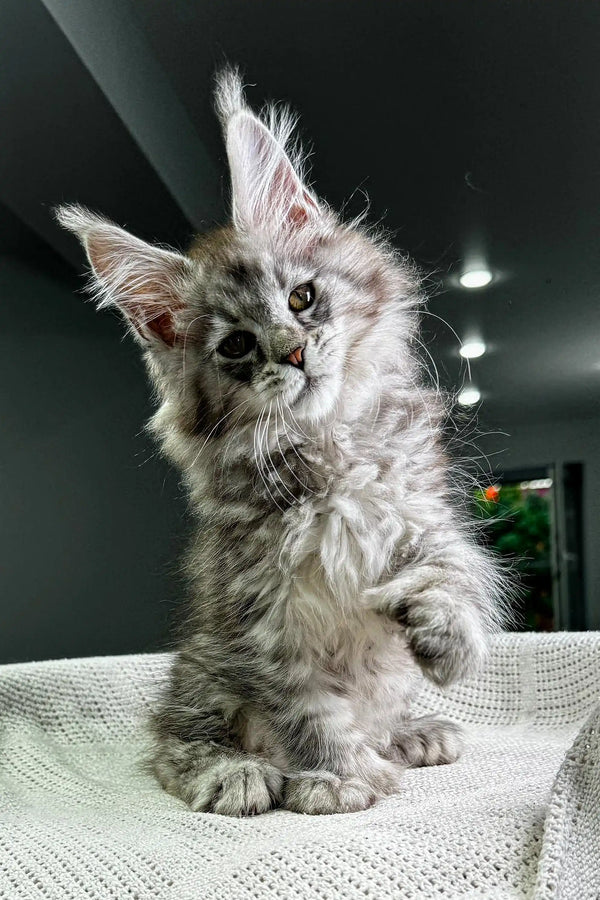 Fluffy gray kitten with perked ears, wide eyes, meet Richard the Polydactyl Maine Coon