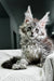 Fluffy gray Polydactyl Maine Coon kitten Richard with cute ear tufts relaxing