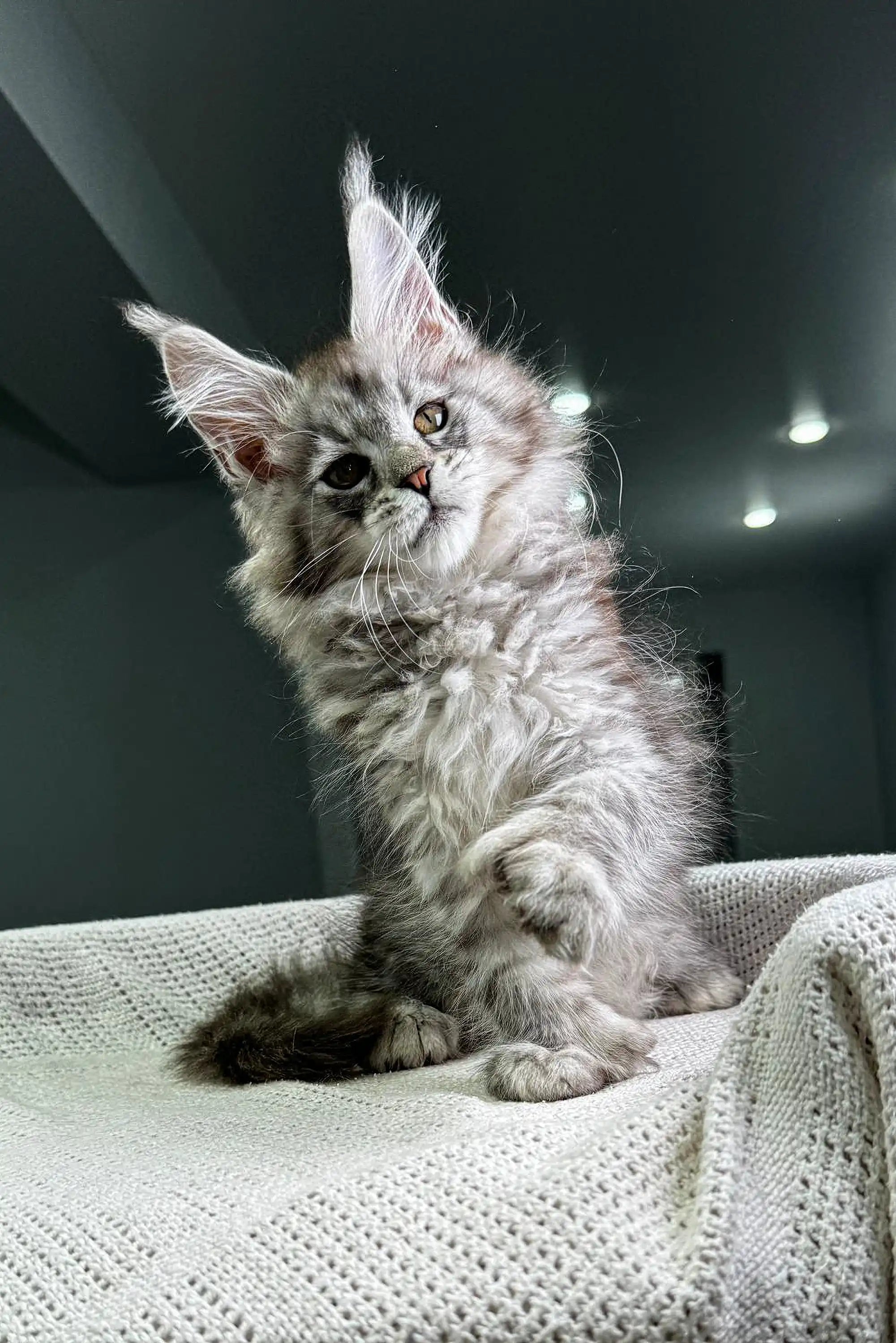 Maine Coon Kittens for Sale Richard | Polydactyl