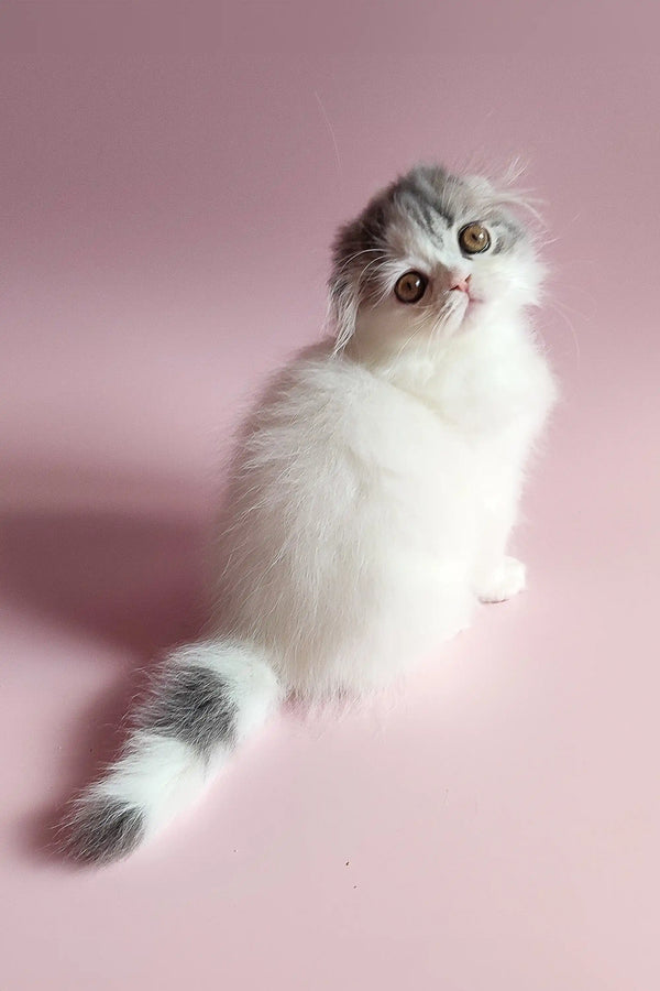 Fluffy Scottish Fold kitten Richard with big round eyes and gray-white fur