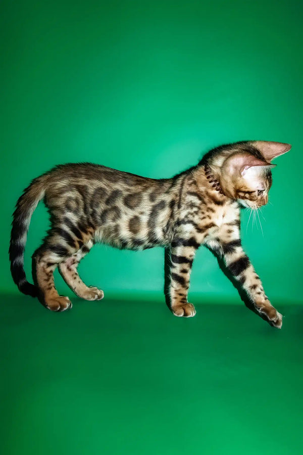 Richii | bengal kitten