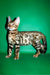 Richii | bengal kitten