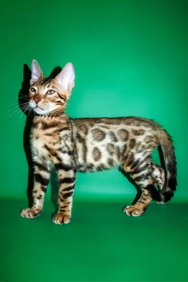 Richii | bengal kitten