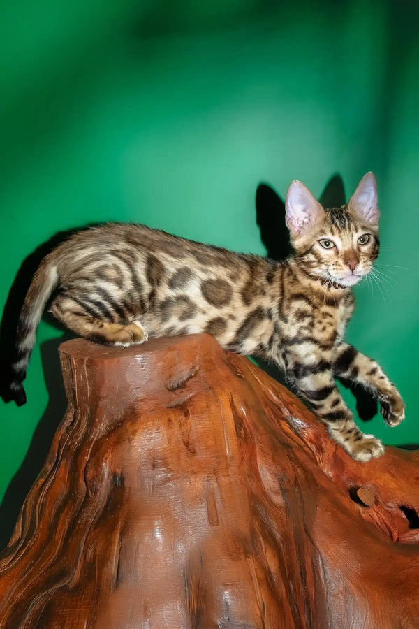 Richii | bengal kitten