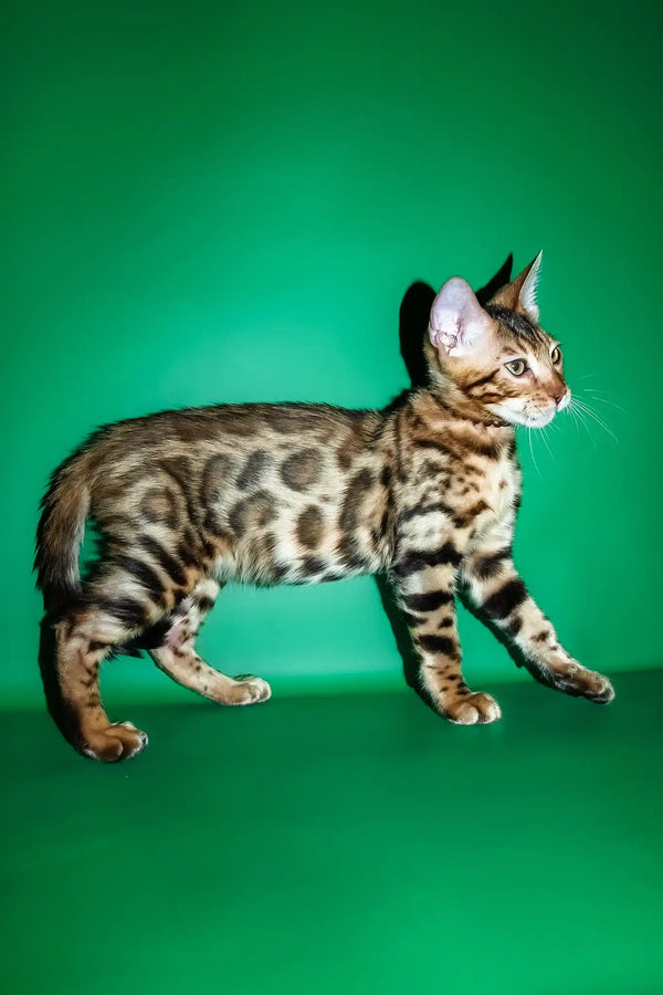 Richii | bengal kitten