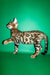 Richii | bengal kitten